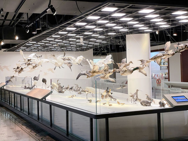 เดินเล่นพิพิธภัณฑ์ประวัติศาสตร์ธรรมชาติเซี่ยงไฮ้🦕
