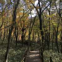 Autumn Awaits: Discover Eorimok Valley in Full Color 🍁🇰🇷