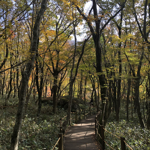 Autumn Awaits: Discover Eorimok Valley in Full Color 🍁🇰🇷