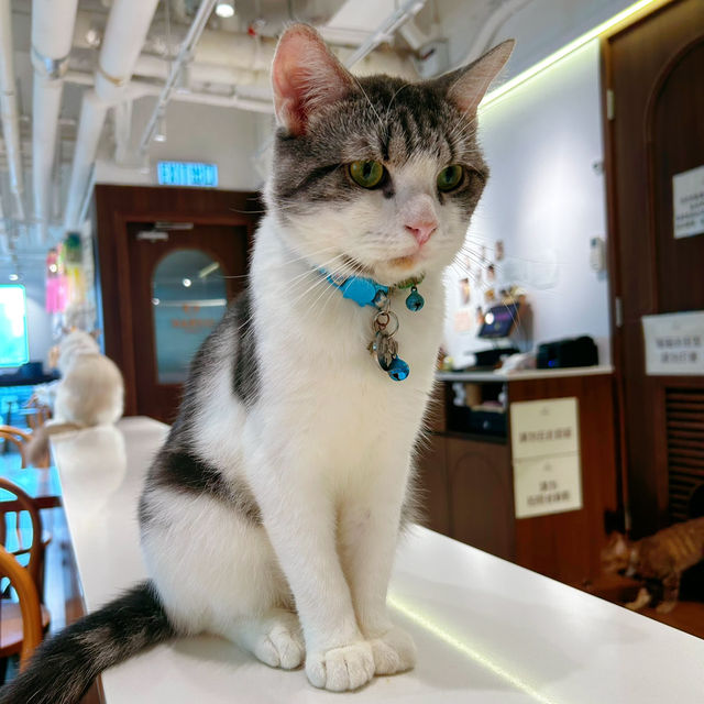必去貓咪Cafe🥰 