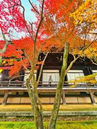 【京都/紅葉スポット】実は花手水が美しい💕めちゃくちゃ人気の人混み必須なお寺🧘‍♀️🍂