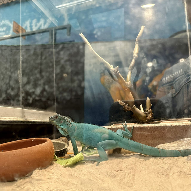 นอกจากโลกใต้ทะเล🦎ยังมีโลกของสัตว์เลื้อนคลานด้วย