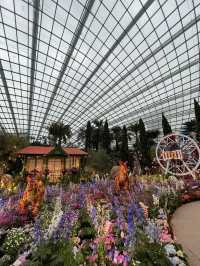 🇸🇬Join the Carnival of Flowers in Flower Dome Singapore ! 