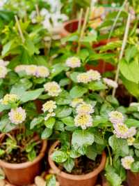 【金鐘】香港公園：期間限定香花展覽