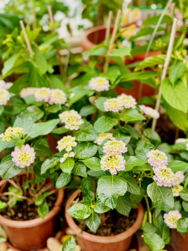 【金鐘】香港公園：期間限定香花展覽