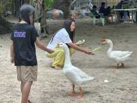 ชวนไปถ่ายรูปกับฝูงน้องห่านที่หาดเทียน