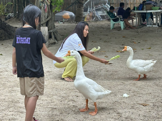 ชวนไปถ่ายรูปกับฝูงน้องห่านที่หาดเทียน