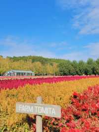 【カラフル💐北海道・富良野お花畑🪻】 