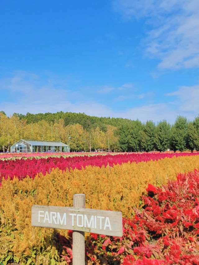 【カラフル💐北海道・富良野お花畑🪻】 