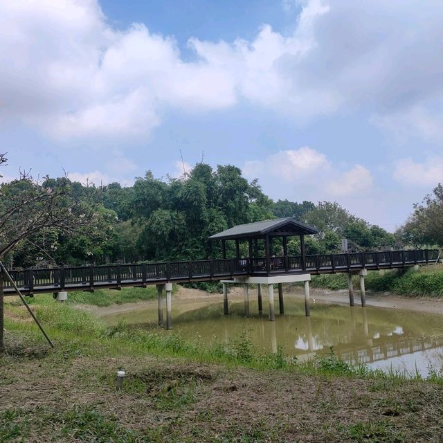 #櫻花盛開