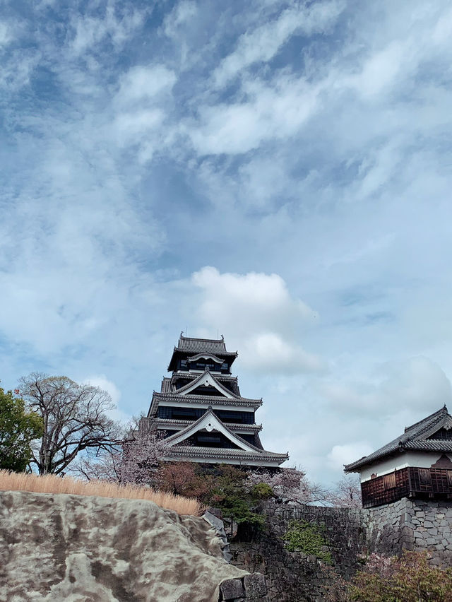 日本🇯🇵熊本｜意外發現熊本城是一個超棒的賞櫻地！千萬不要錯過進入熊本城裏面參觀