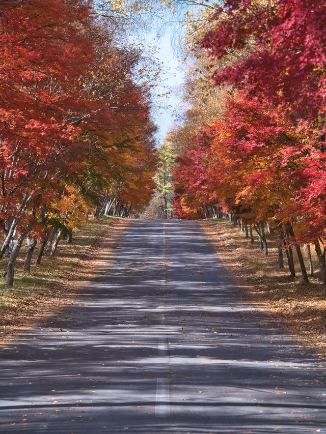 【長野】まさかの道中が美しすぎた🤩紅葉のトンネルが絵になるすぎるスポット🍁