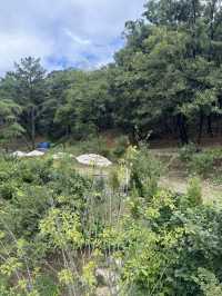 넓고 웅장한 초 대형 감성카페 바우어 🌲🌳