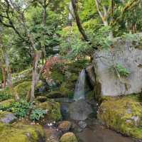 🌴大濠公園日本庭園⛳️如詩如畫🍁🌿