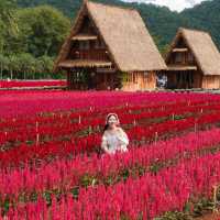 Hokkaido Flower Park Khaoyai