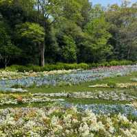 靭公園：城市氧吧 🌼🐦