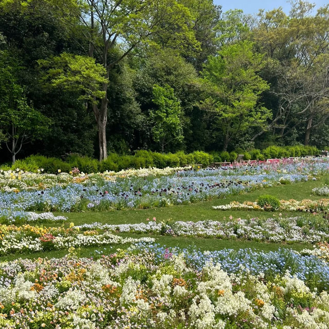 靭公園：城市氧吧 🌼🐦