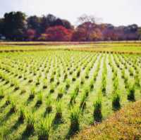Autumn Magic: A Colorful Escape at Okayama Korakuen Garden!
