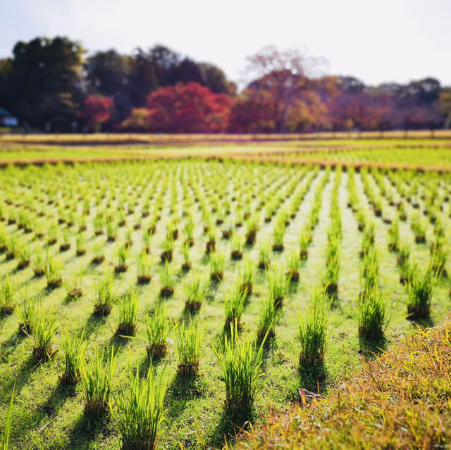 Autumn Magic: A Colorful Escape at Okayama Korakuen Garden!
