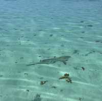 【タヒチ】モーレア島 ラグーンツアー