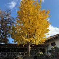 [포천] 고모리 산정호수공원에서 가을 산책🍁