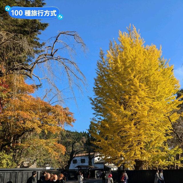 金黃漫紅，日本東北賞銀杏景點分享