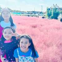 Pink Paradise: Pyeongtaek’s Autumn Gem