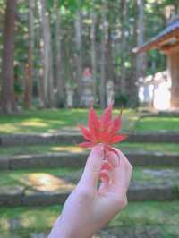 【兵庫】秋の映え写真、マストスポット🎨 🍁