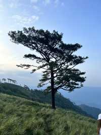 ลานต้นสนเดียว ยอดดอยหลวงตาก