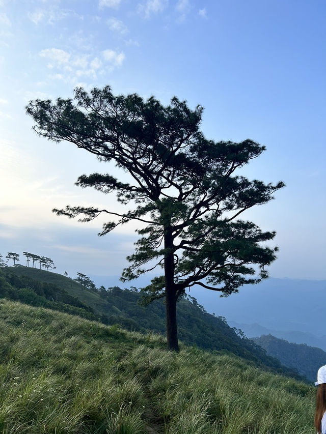 ลานต้นสนเดียว ยอดดอยหลวงตาก