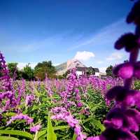 Purple Paradise: Discover the Tranquil Beauty of Lavender Farm Berastagi