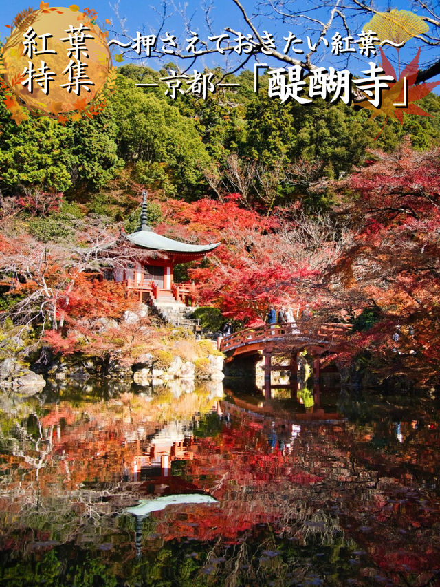 【ここ行って】桜もいいけどモミジもおすすめ‼️豊臣秀吉が残した形見の絶景🍁
