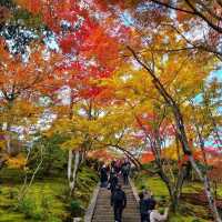 ป่าไผ่ arashiyama