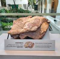 赤洲恐龍化石展覽，重返恐龍時代