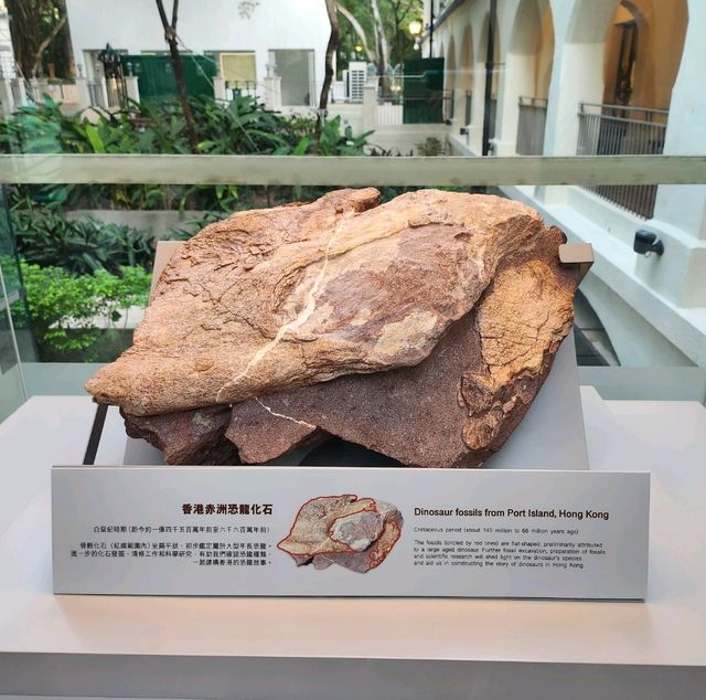 赤洲恐龍化石展覽，重返恐龍時代