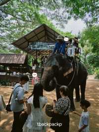 หมู่บ้านช้างพัทยา กิจกรรมแน่น ถูกใจทุกวัยแน่นอน🐘