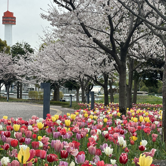 ทิวลิปบานที่ โอไดบะ