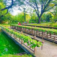 สวนหลวงร.9 สวนสาธารณะที่ใหญ่ที่สุดในกรุงเทพ