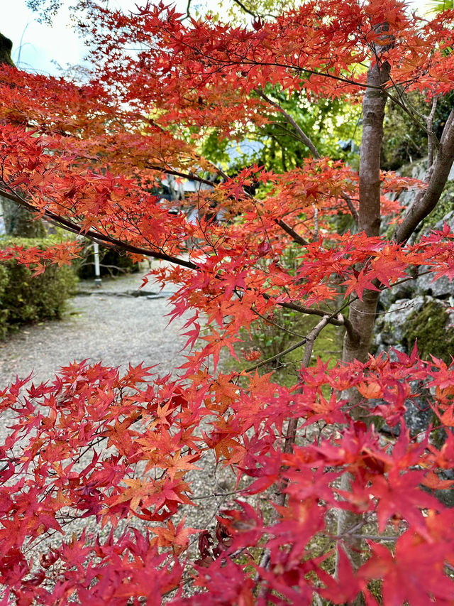 【奈良　長谷寺】