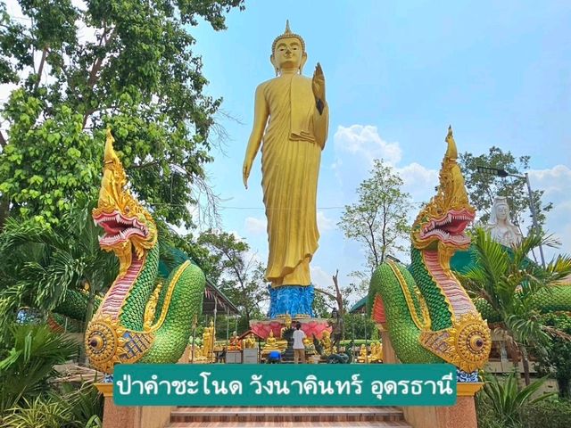 ป่าคำชะโนด: สถานที่ศักดิ์สิทธิ์แห่งตำนานพญานาค