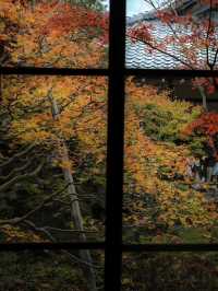 【京都🇯🇵】秋のカラフルな世界へ
