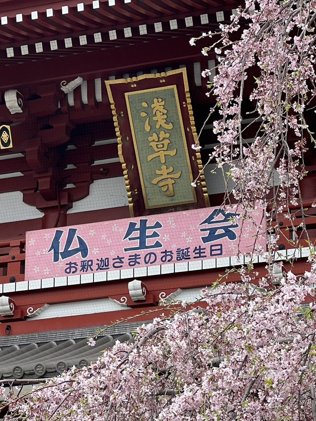 Sensō-ji Temple in Full Bloom: A Perfect Sakura Escape