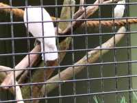 Jurong Bird Park