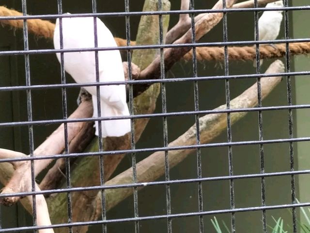 Jurong Bird Park