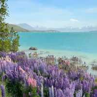 Lake Tekapo Magic: A Serene Day Surrounded by Lavender and Turquoise Waters!