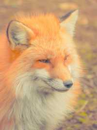快來狐狸村擁抱可愛炸彈！🦊💕藏王奇幻之旅～