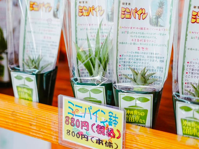 沖繩 ｜名護鳳梨園，還有超吸睛的恐龍區！