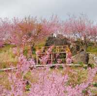 สะพานซากุระบ้านขุนวาง…เชียงใหม่🌸