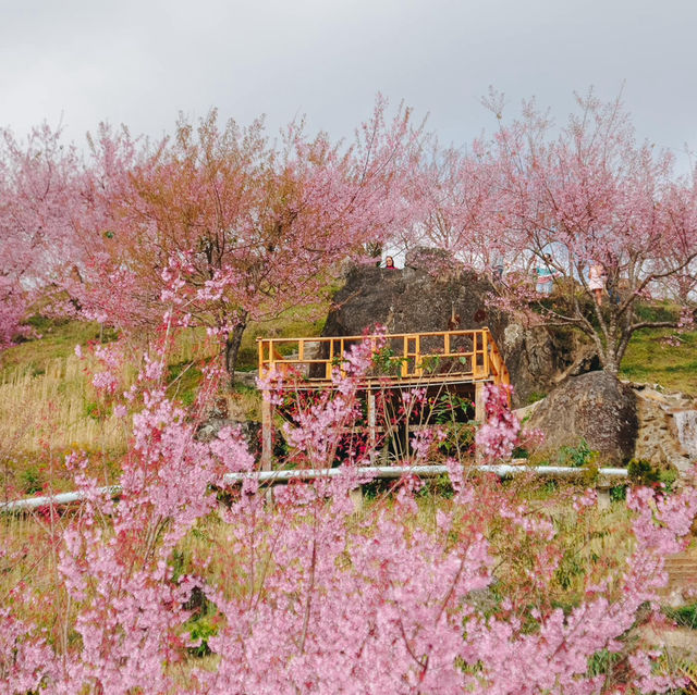 สะพานซากุระบ้านขุนวาง…เชียงใหม่🌸
