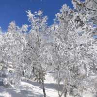 Winter Wonderland: The Snowy Marvels of Shiga-Kogen